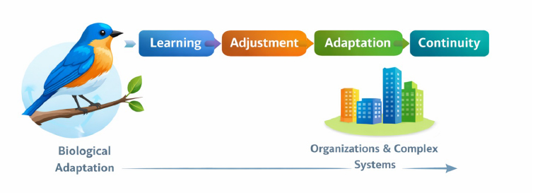 Figure 1 — De l’adaptation biologique à l’adaptation organisationnelle